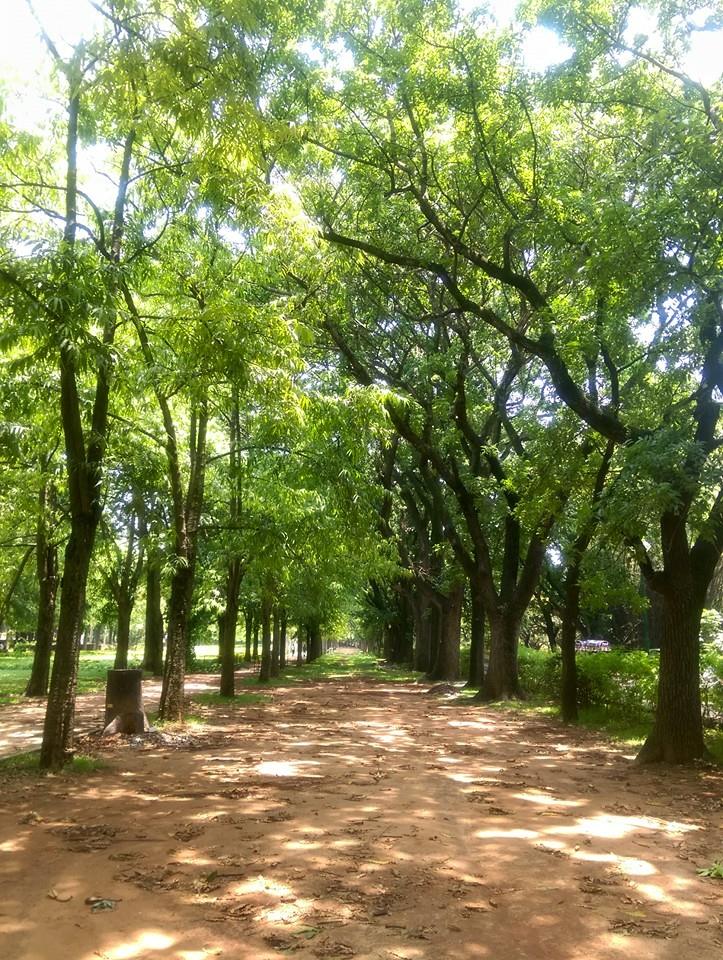 Thursday_Tree_Love_Sirimiri