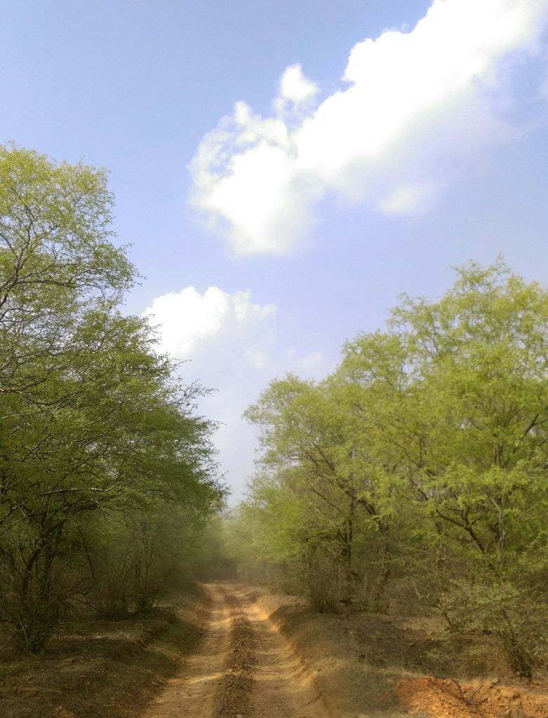 Tree-Path-Ranthambore-Sirimiri