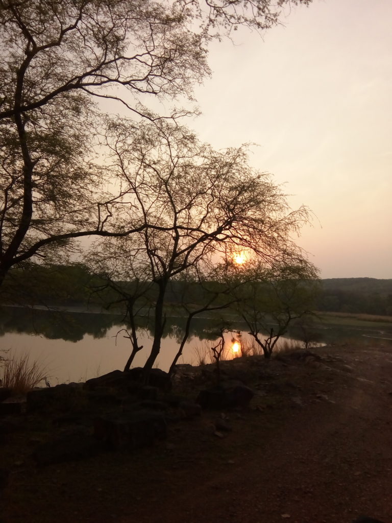 Tree-Sunset-Sirimiri-Ranthambore