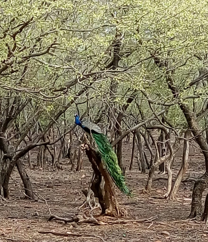 Tree-Peacock-Sirimiri